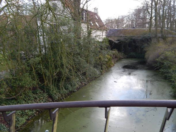 Polluted water stream with vegitation