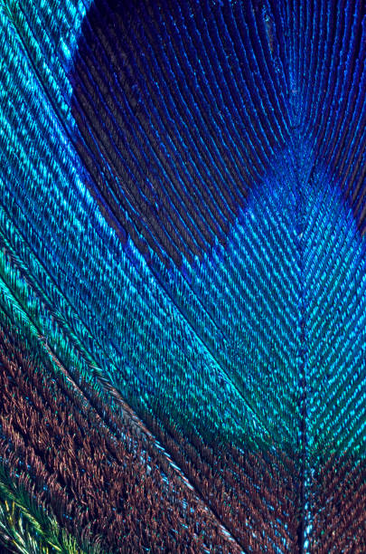istock Details of peacock feather 686363930