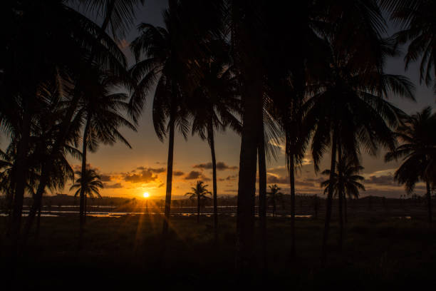 istock Sunset in Porto de Galinhas 686367312