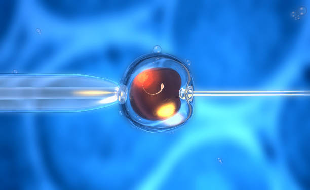 istock 3D rendering of an artificial insemination or fertilization of an ovum 686367454