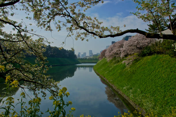 istock Flowering Cherry Trees in Central Tokyo Japan 686367498