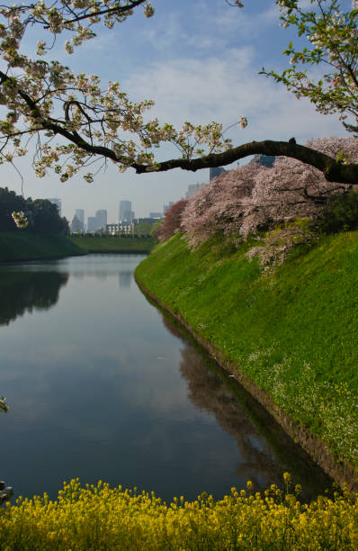 istock Flowering Cherry Trees in Central Tokyo Japan 686367602
