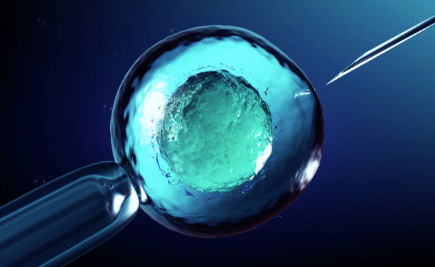 3D rendering of an artificial insemination or in-vitro fertilization of an egg cell,ovum or zygote 3D rendering of an artificial insemination or in-vitro fertilization of an egg cell,ovum or zygote stem cell illustrations stock illustrations