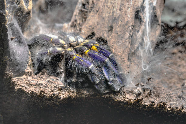 istock Blue tarantula crawling P. Metallica 686371226