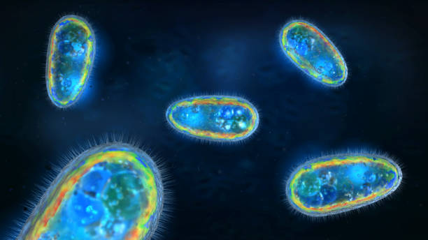 ilustracja 3d przezroczystego i kolorowego pierwotniaka lub organizmu jednokomórkowego - protozoan zdjęcia i obrazy z banku zdjęć