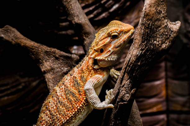 istock Bearded Dragon in terrarium 686373708