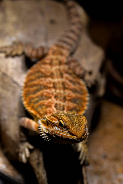 istock Bearded Dragon with Bufalo Skull 686373716