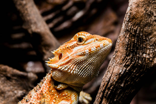 istock Bearded Dragon in terrarium 686373724