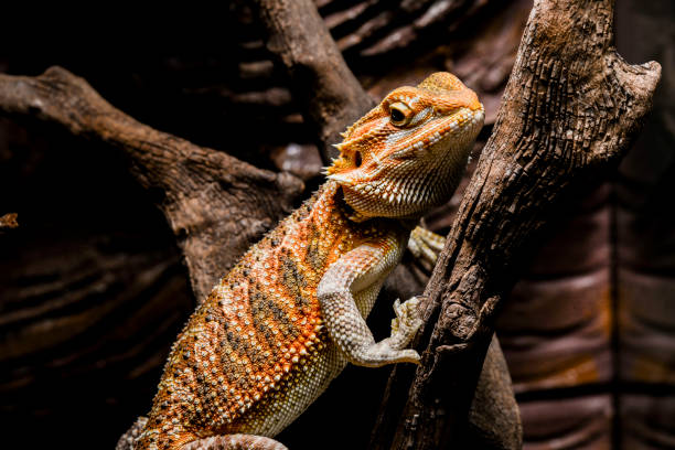 istock Bearded Dragon in terrarium 686373726
