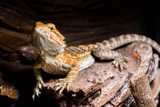 istock Bearded Dragon in terrarium 686373728