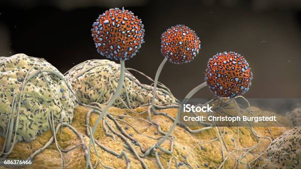 3d Illustration Of A Macro Shot Of Growing Mildew Stock Illustration - Download Image Now - Fungal Mold, Fungus, Spore