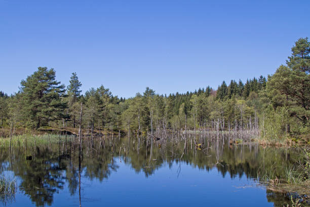 istock Moor waters in the Spatenbraeufilze 686376804