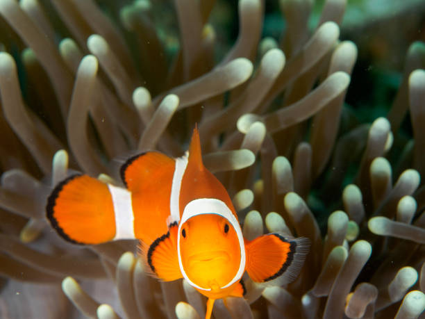istock Amphiprion Ocellaris Clownfish 686379442
