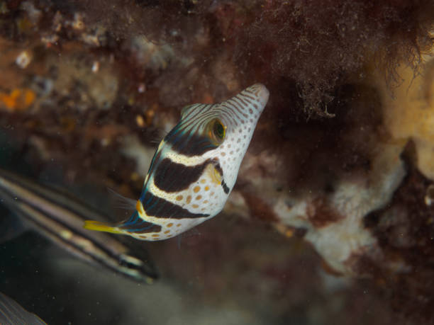 istock Black Saddled Toby (Canthigaster valentini) at a tropical coral reef 686380694