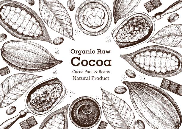 ilustrações, clipart, desenhos animados e ícones de quadro de ilustração vetorial com produtos de cacau. alimentos orgânicos, chocolate artesanal. elementos vintage para o projeto. - cocoa cocoa bean chocolate brazil