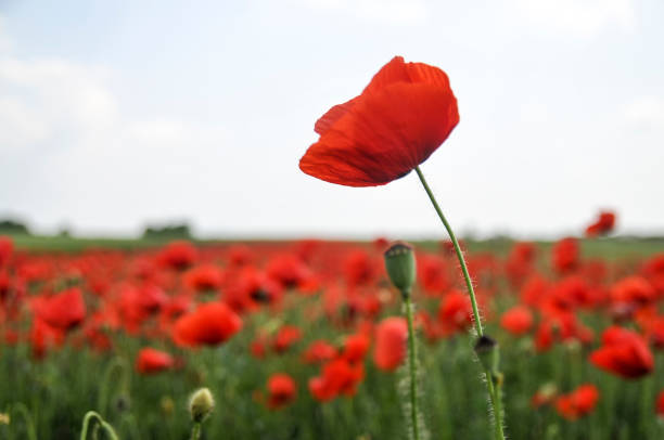 istock Beautiful red poppies at field 686383350