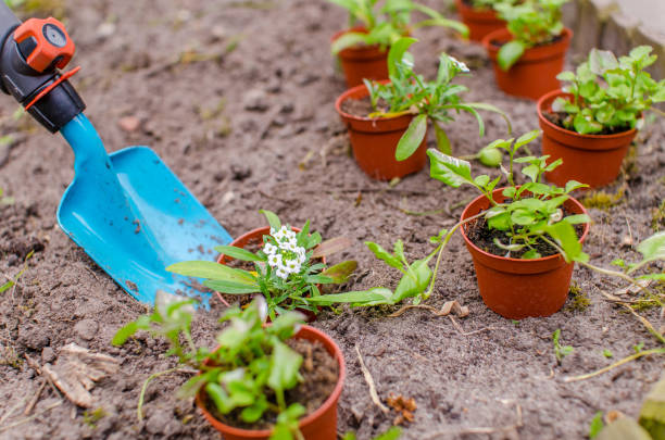 istock Planting flowerbed in garden 686383902