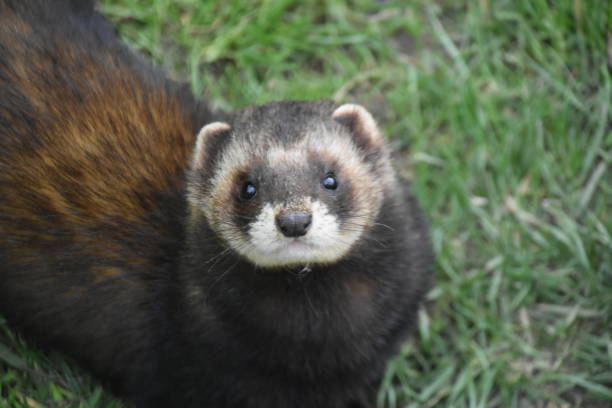 istock Wild European Polecat 686397884