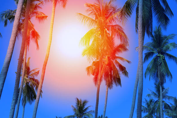 istock Retro photo background with palm trees 686398138
