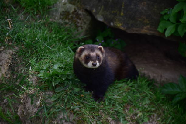 istock Wild European Polecat 686398244