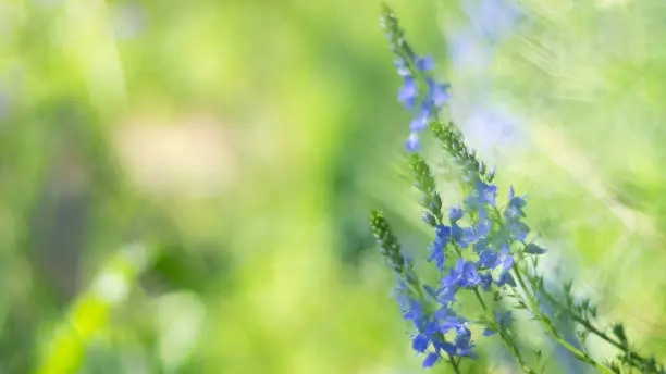 Photo of Blue Vhaste tree