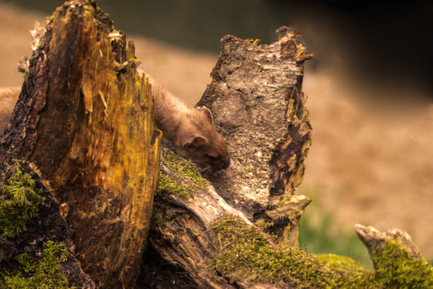 istock Stoat Mustela ermine also known as short-tailed weasel 686400686