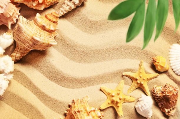 istock Sea shells and palm on the sand background. Summer beach. 686400728