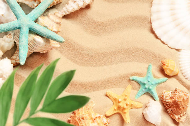 istock Sea shells and palm on the sand background. Summer beach. 686400976