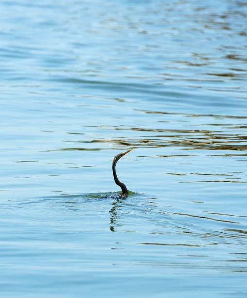 istock Reflections of the Snake Bird 686401128