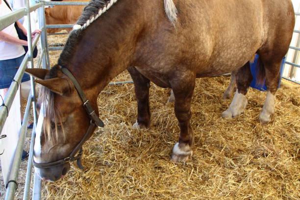 istock Trait Breton horse in a loose-box 686403622