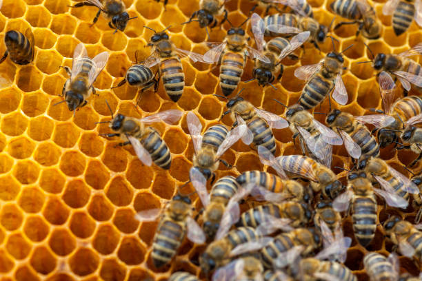 istock Bee collecting honey in honeycomb 686404028