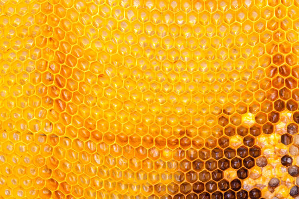 A closeup view of worker bees feverishly working to fill waxed honeycomb with honey