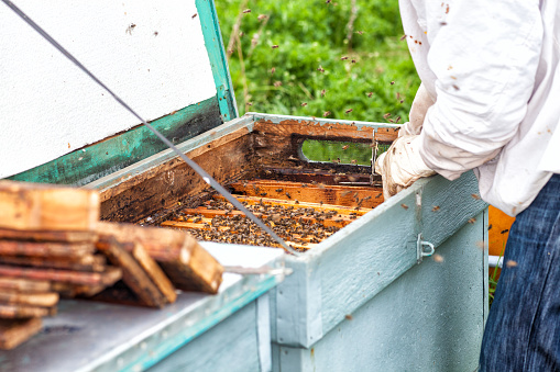 A honey farmer holding up a frame from a bee hive covered in bees