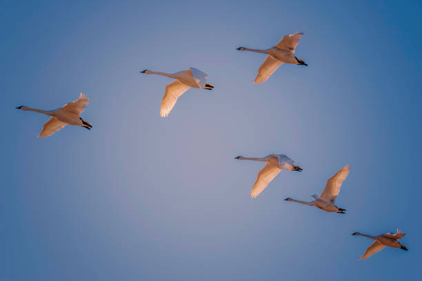 istock Three Pairs of Trumpeter Swans 686404224