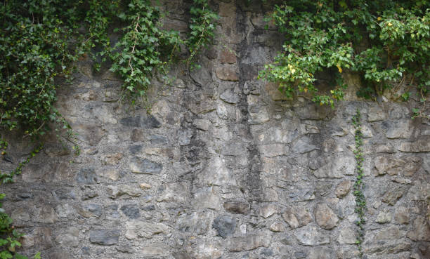 Ivy on wall ivy growing on stone wall texture old stone wall stock pictures, royalty-free photos & images