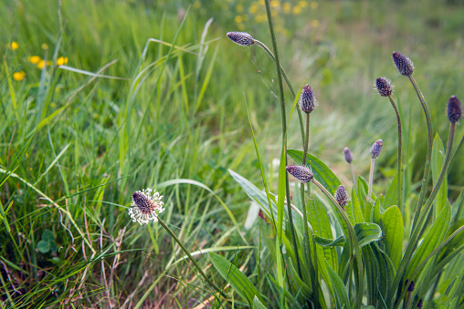 Budding and flowering blooms of the English plantain or Plantago lanceolata plant in its own wild natural habitat on a sunny day in the spring season.
