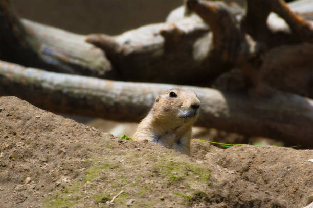 A prairie dog in a zoo