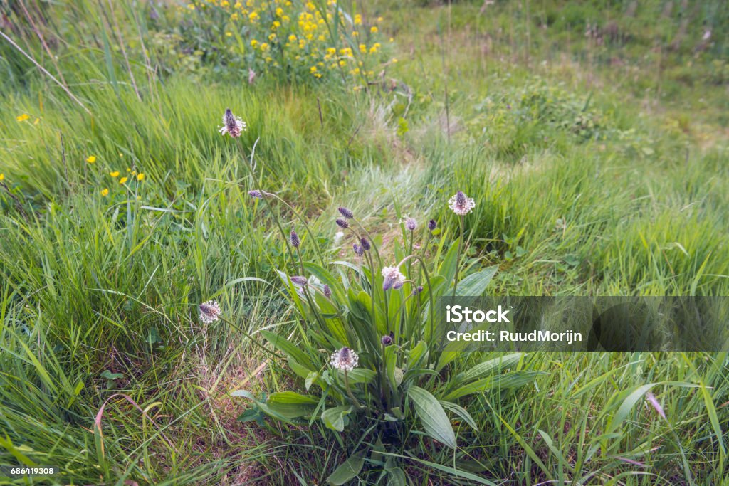 Budding and flowering blooms of the English plantain plant from close Budding and flowering blooms of the English plantain or Plantago lanceolata plant in its own wild natural habitat on a sunny day in the spring season. Alternative Medicine Stock Photo