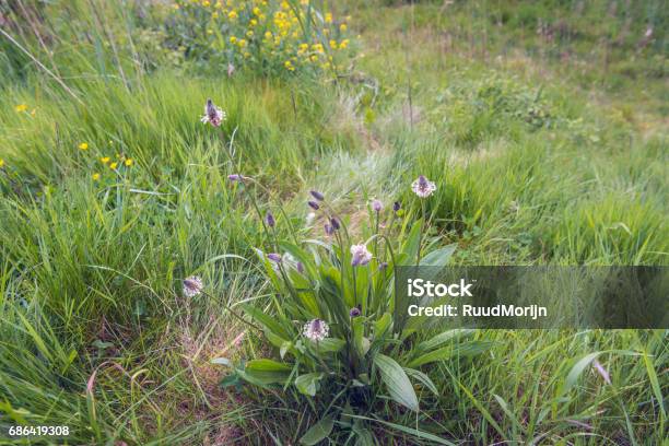 Budding And Flowering Blooms Of The English Plantain Plant From Close Stock Photo - Download Image Now