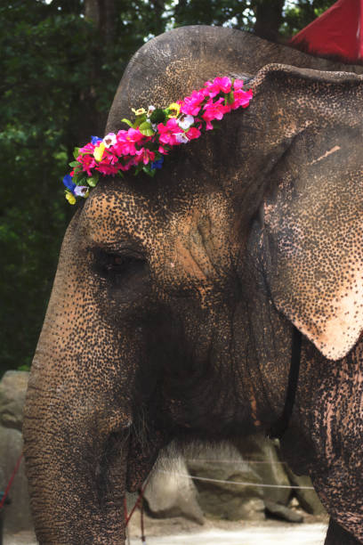 istock An elephant wearing a flower wreath in a zoo 686419406