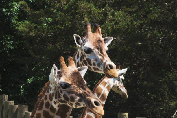 istock A group of giraffes 686422784