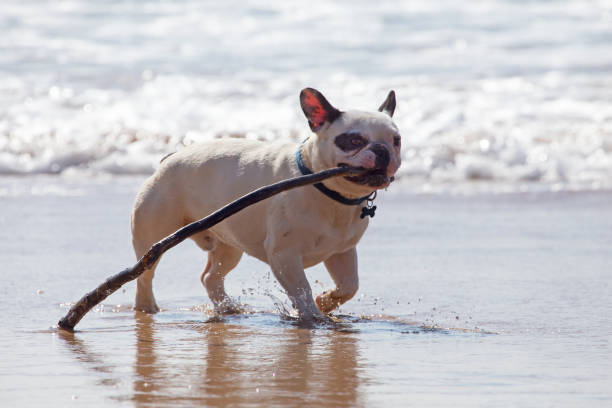 istock French bulldog playing with a stick on the beach 686423164