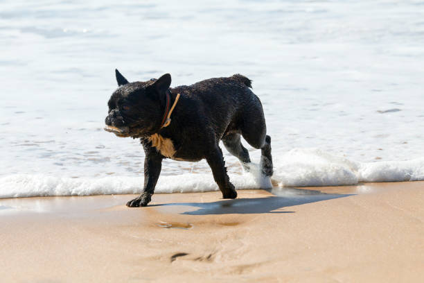 istock French bulldog playing in the ocean 686423198