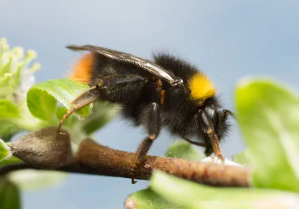 Photo of Early bumble bee, Bombus pratorum on with larva of the violet oil beetle, Meloe violaceus