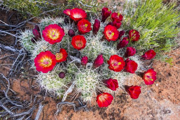istock Desert Cactus Bloom in Southern Utah 686429290