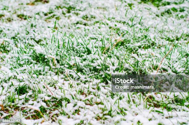 Cold In April Fresh Green Grass Covered With Snow During Abnormal Cold Cyclone In ...
