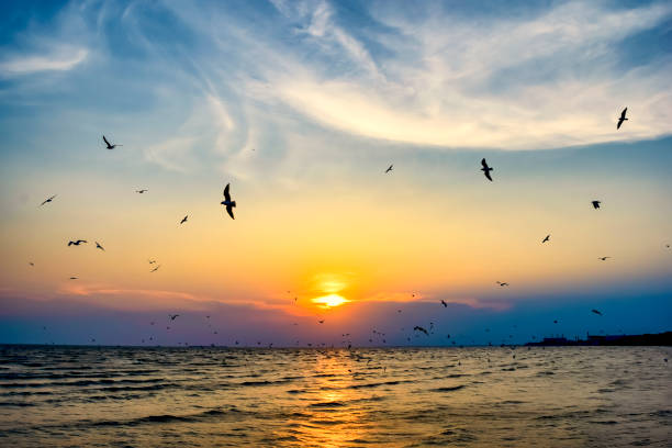 istock Seagulls bird fly above the sea at sunset time with twilight scene. 686435524