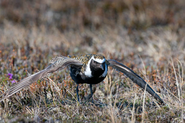 istock American Golden Plover Giving Its Distraction Display 686436436