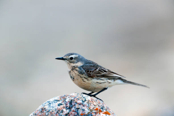 istock American Pipit on a Colorful Boulder 686442244
