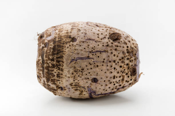 istock Ta-nm,Japanese Taro, 686442648